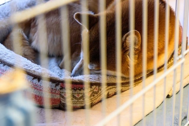 ケージの中で休む犬