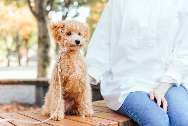 長生きする犬種トイプードル