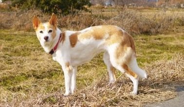 長生きする犬種雑種犬