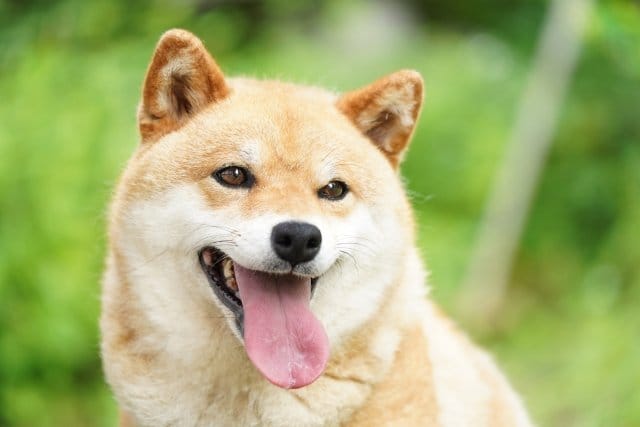 舌をだして笑顔な柴犬