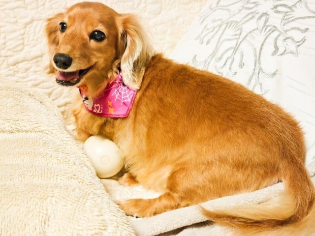 長生きする犬種カニーヘンダックスフンド
