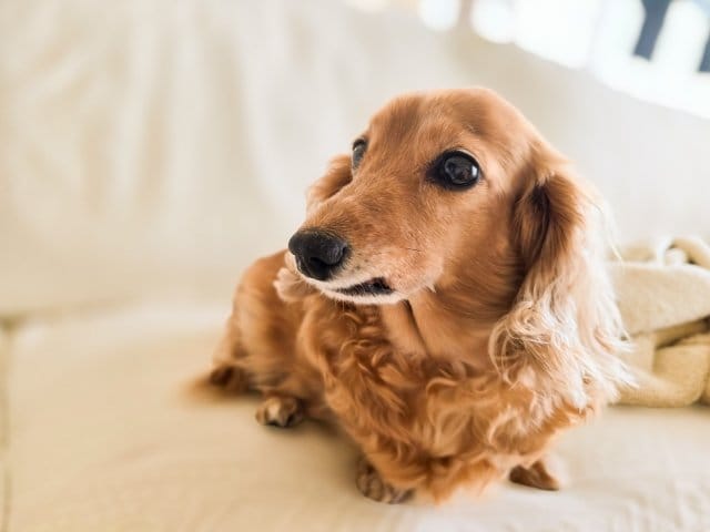長生きする犬種ミニチュアダックスフンド