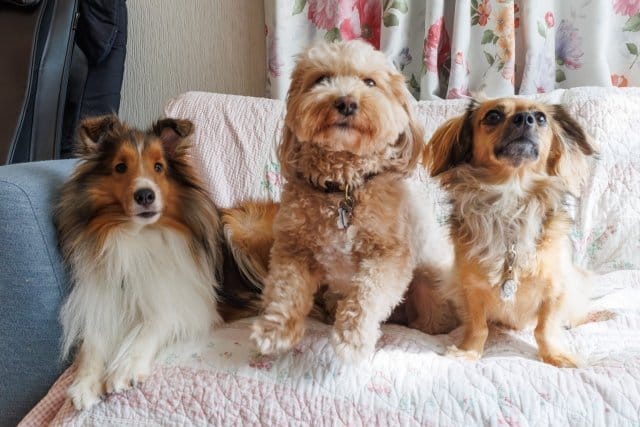 犬用ケージやサークルを使ってない3匹の犬