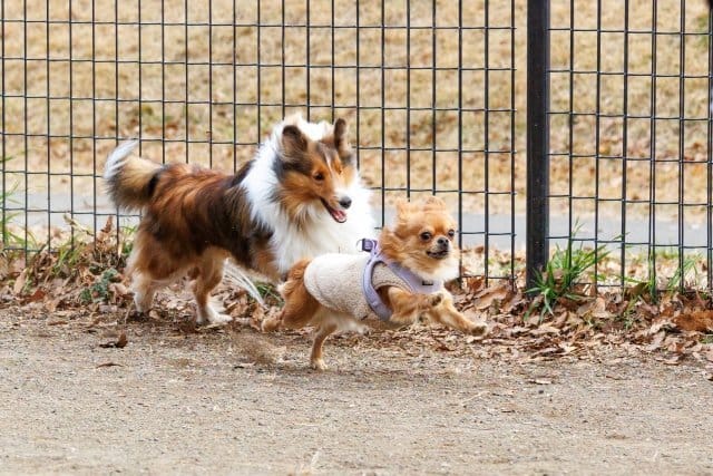 走る2匹の犬