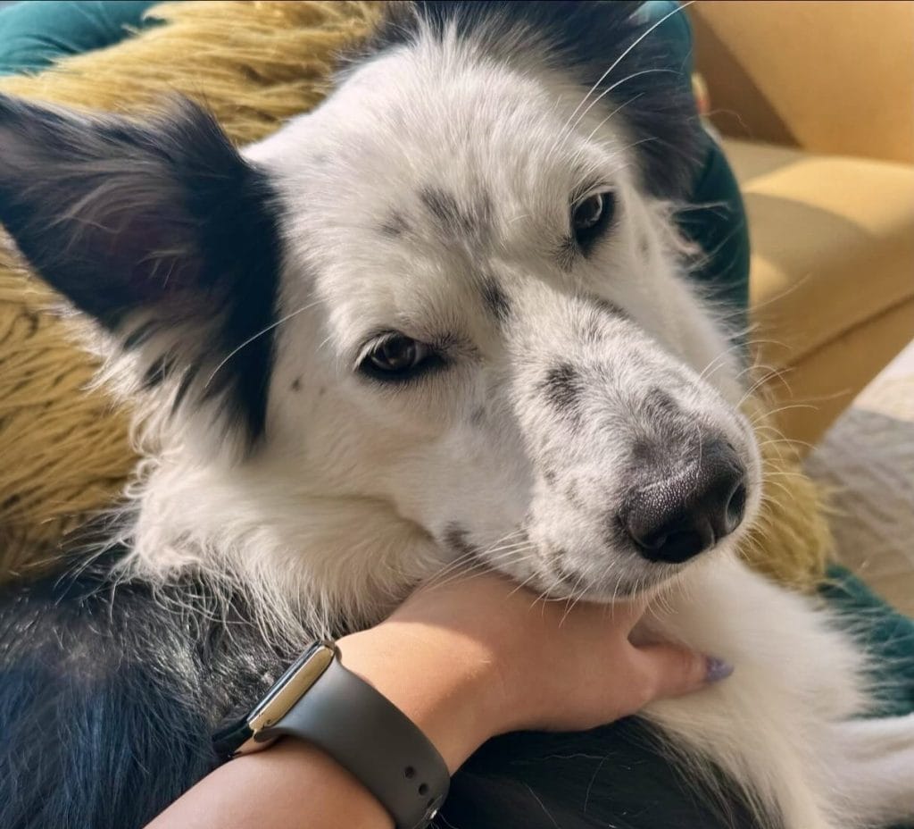 愛犬とキュートアグレッションを起こす飼い主の手