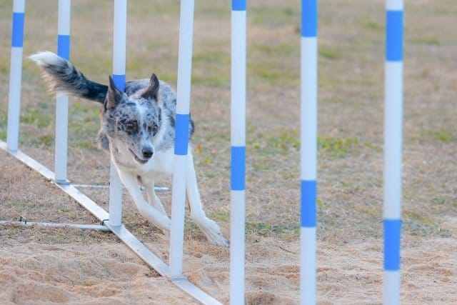 障害物競争するボーダーコリー