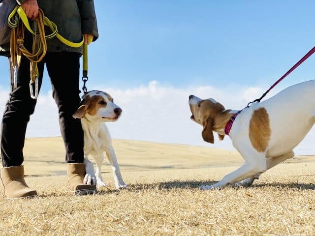 威嚇吠えしてる犬