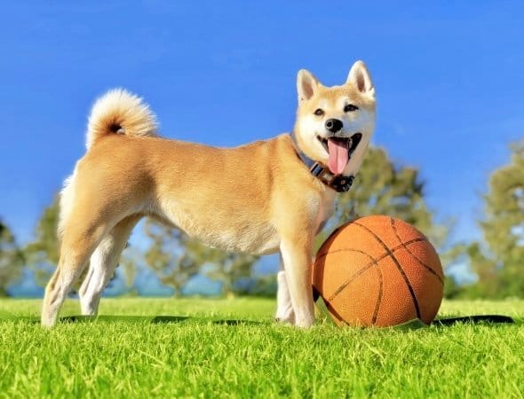 長生きする犬種柴犬