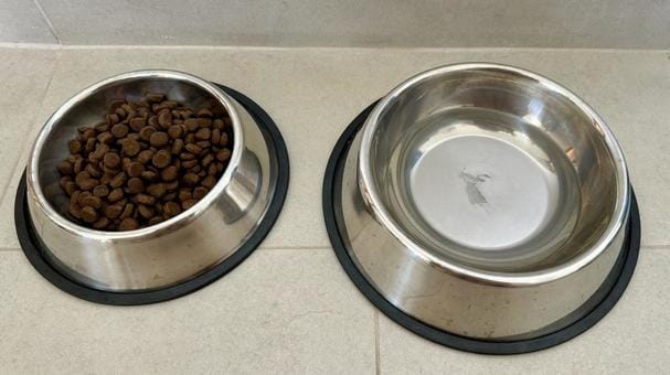 犬用食器:餌と水