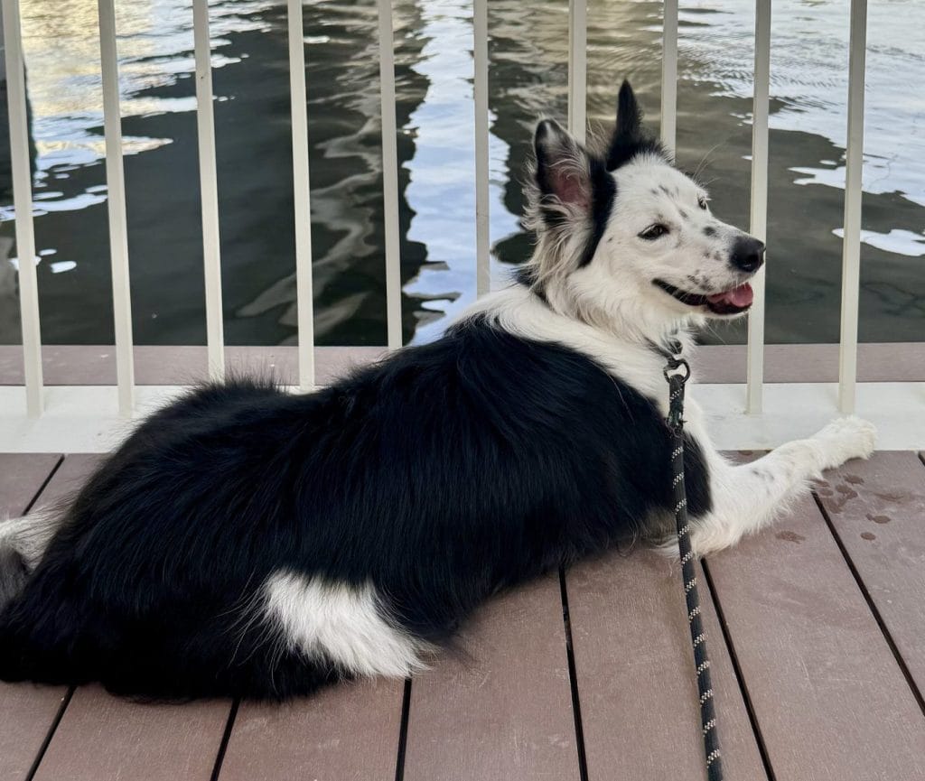 散歩中の犬