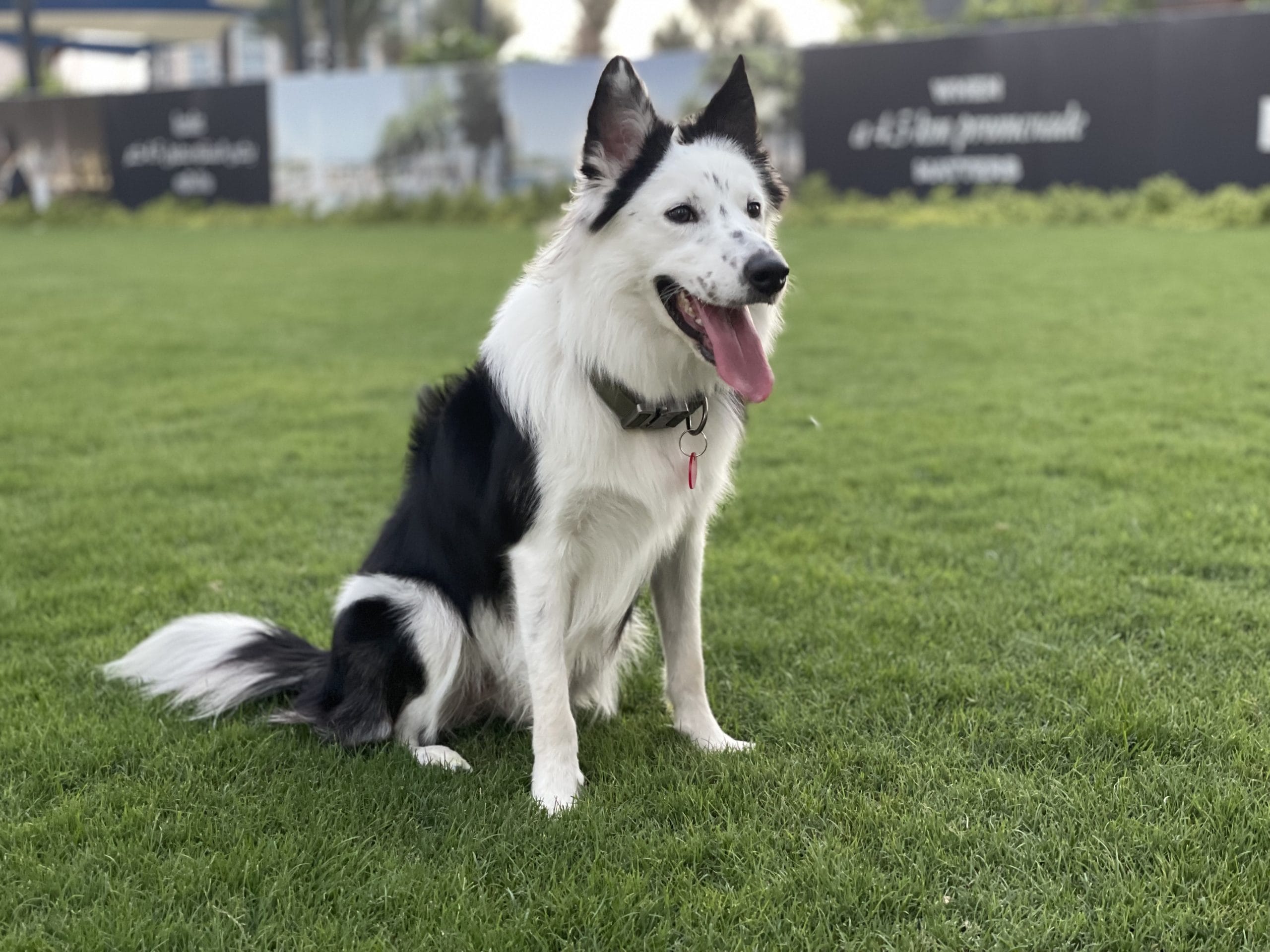 ボーダーコリーの魅力と特徴｜運動量から日常の暮らしまで