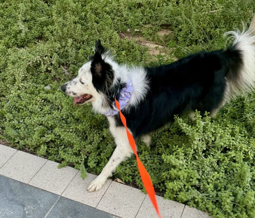 マーキング場所を探す犬