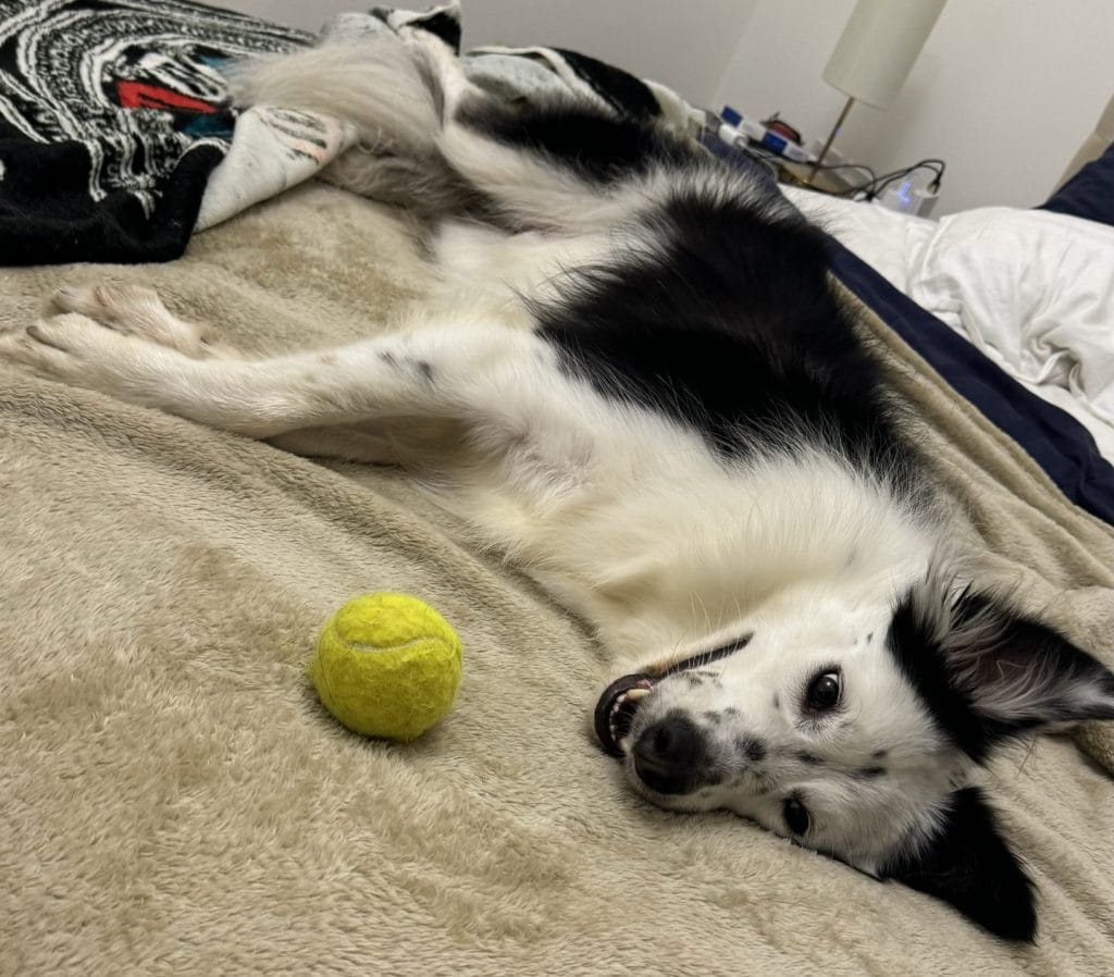 ケージやサークルなしの犬