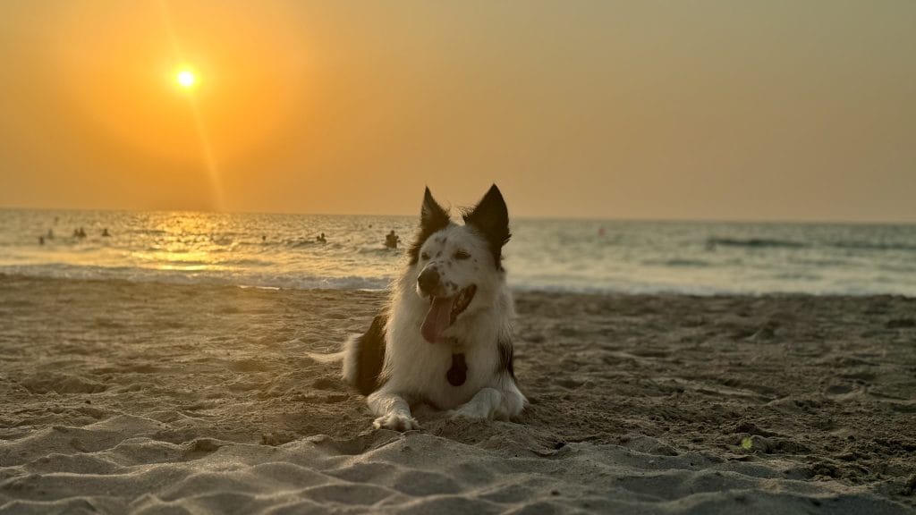 海外のビーチで休む犬