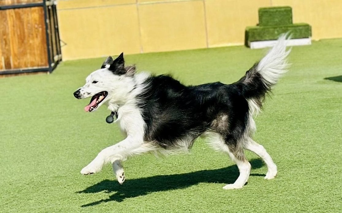 犬の健康管理に役立つ記事一覧