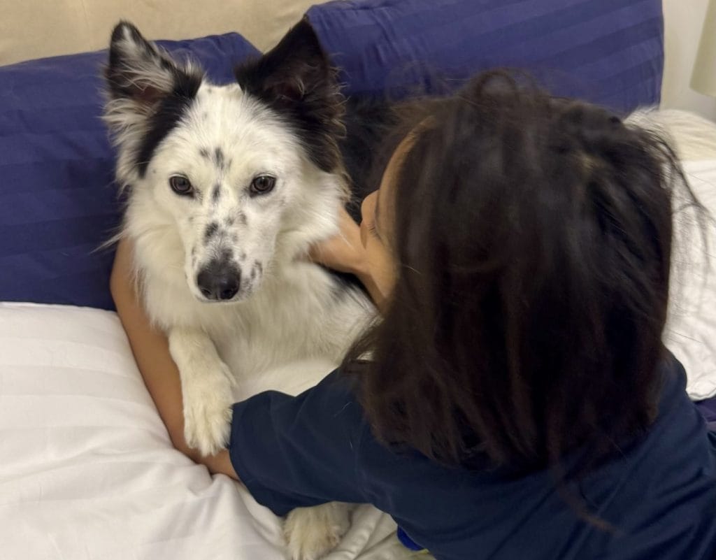 犬とキュートアグレッションを起こす子供