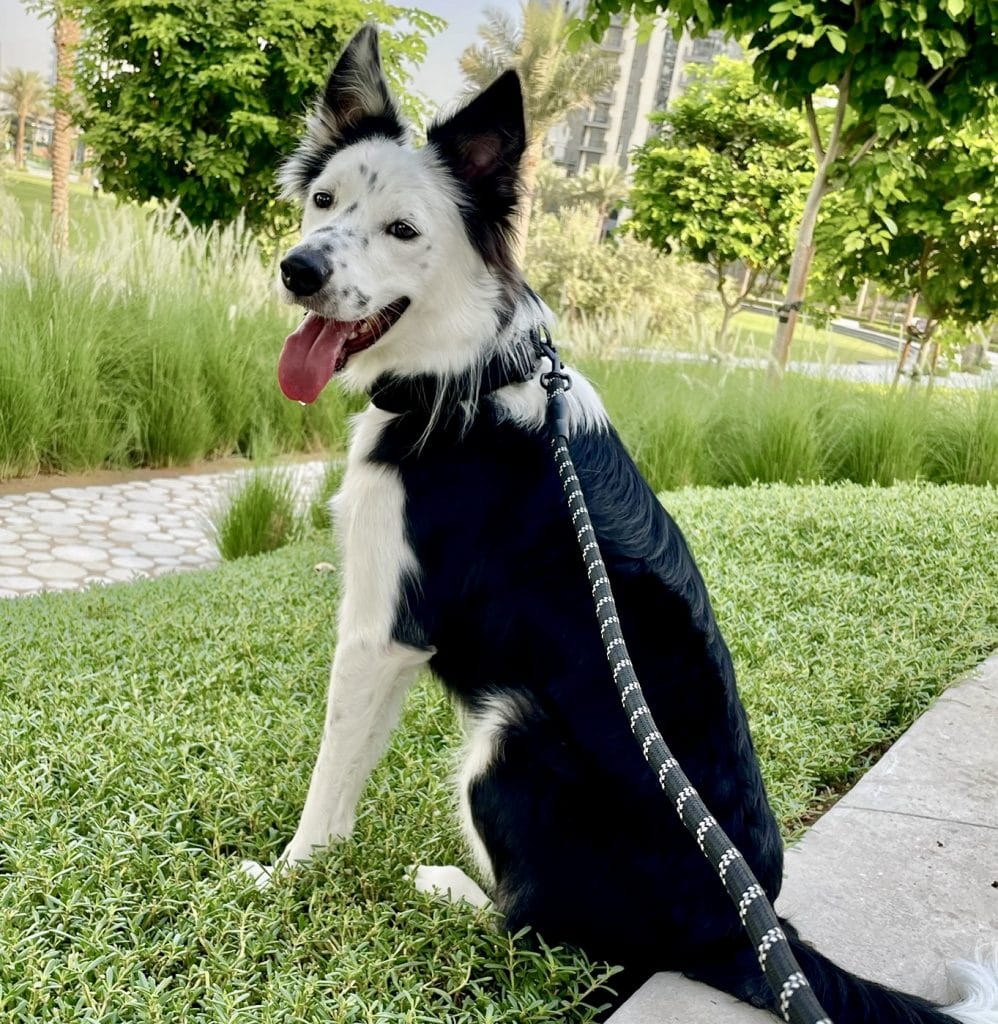 背中とお尻を向けて座る犬