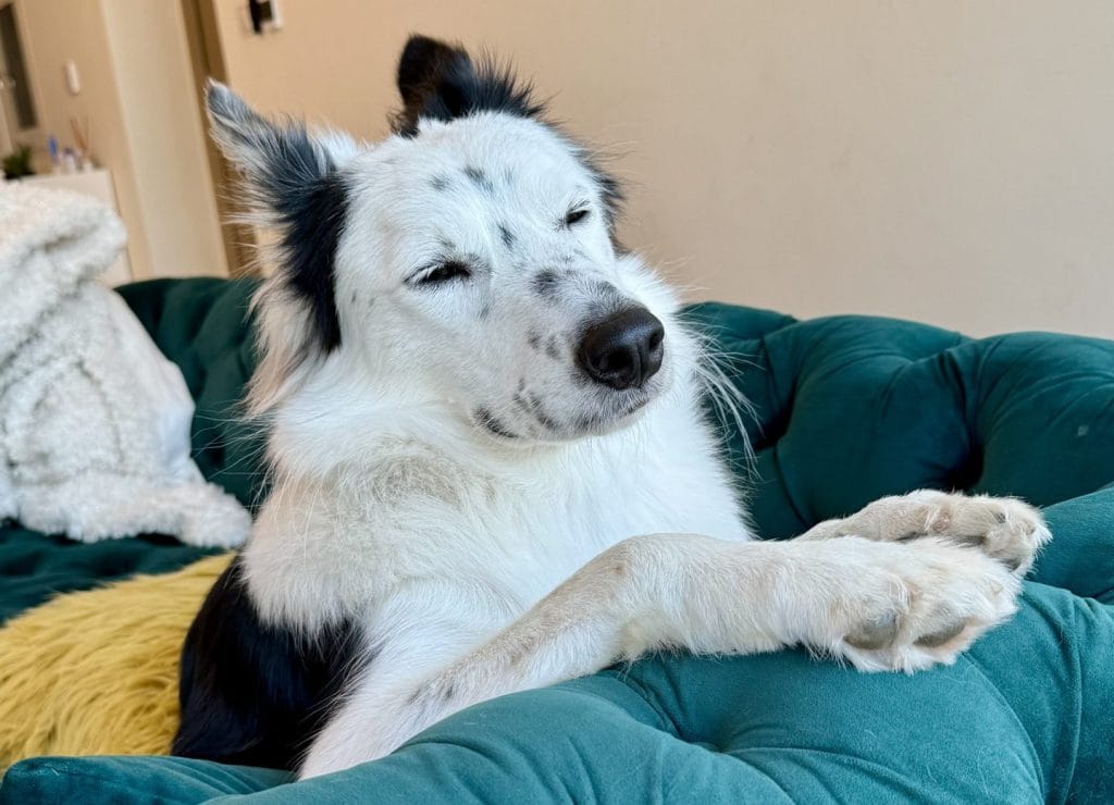 眠そうな犬