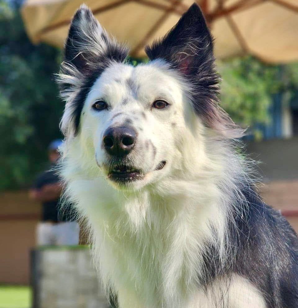 吠えそうな犬