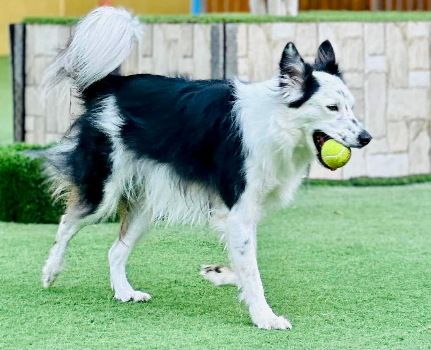 ボールを咥えたボーダーコリー