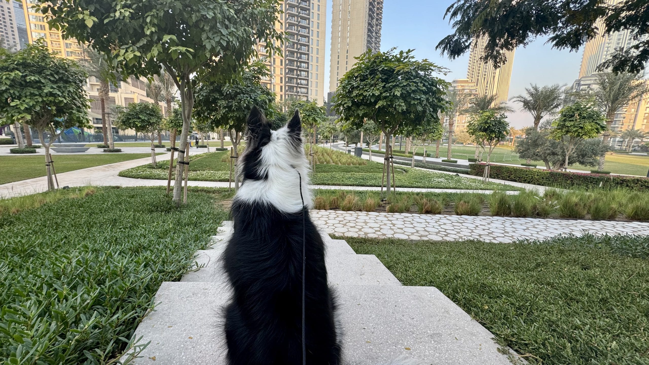 ドバイの12月と1月にお散歩する愛犬の後ろ姿