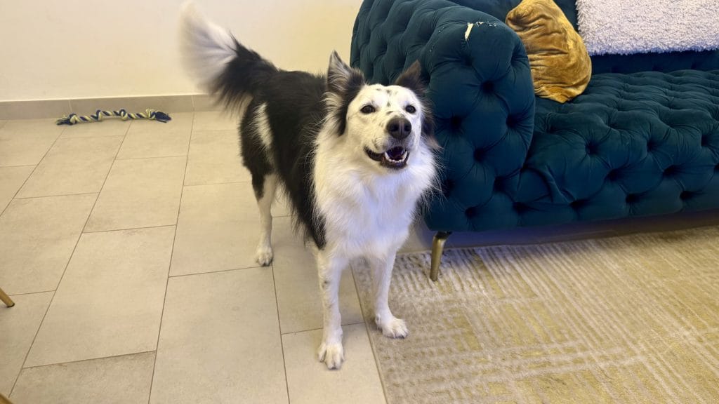 構ってほしそうな犬