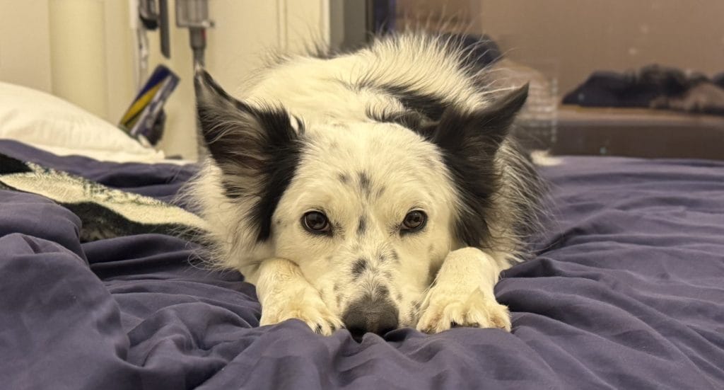 可愛すぎてキュートアグレッションを起こさせる犬