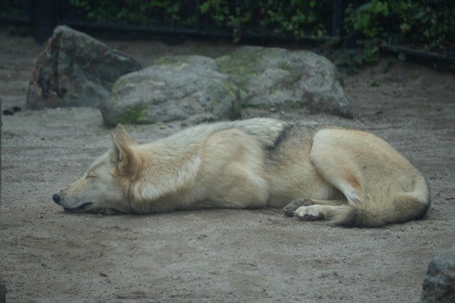 野生の狼のような犬