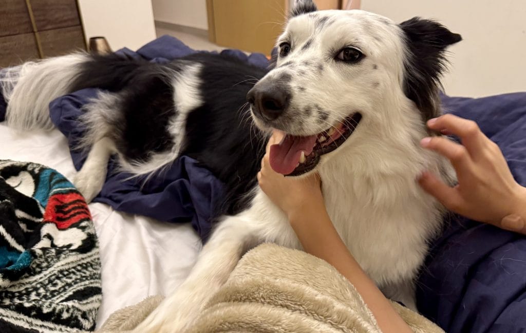 飼い主の体調不良に気づいた犬