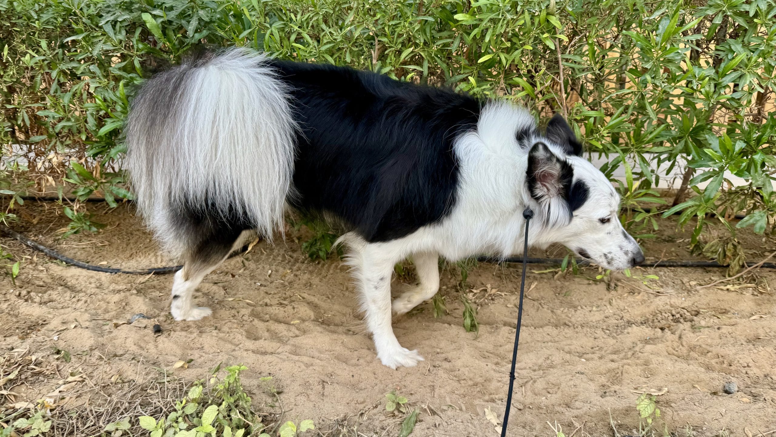 マーキングする犬
