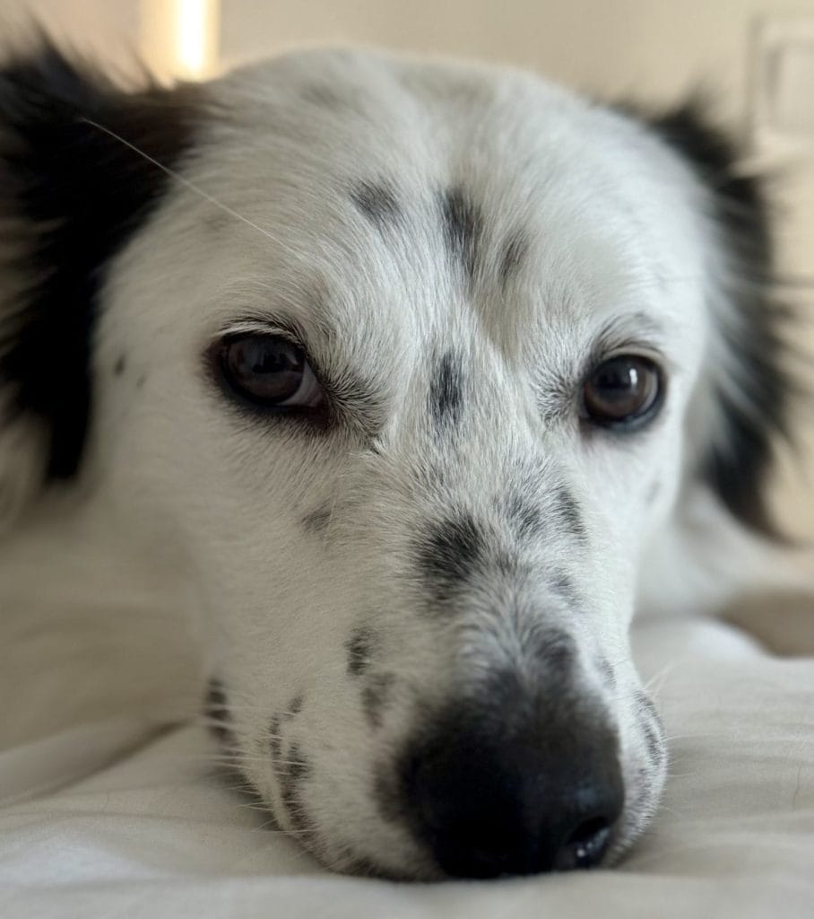 子供を見つめる犬