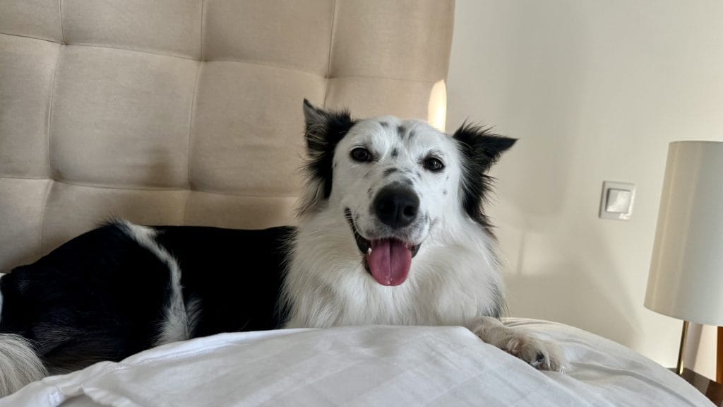 ベッドの上で笑顔な犬