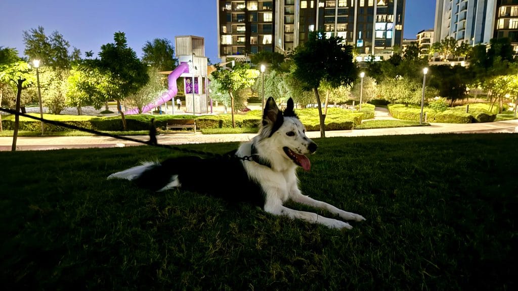 ドバイの12月と1月の夜の愛犬とのお散歩