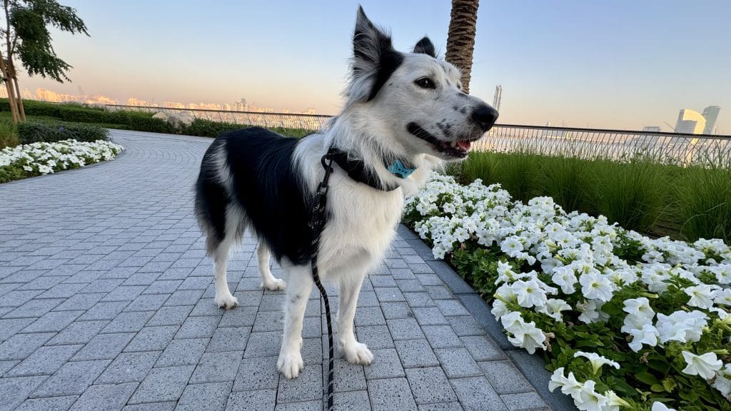 ドバイの12月と1月の朝の散歩を楽しむ犬