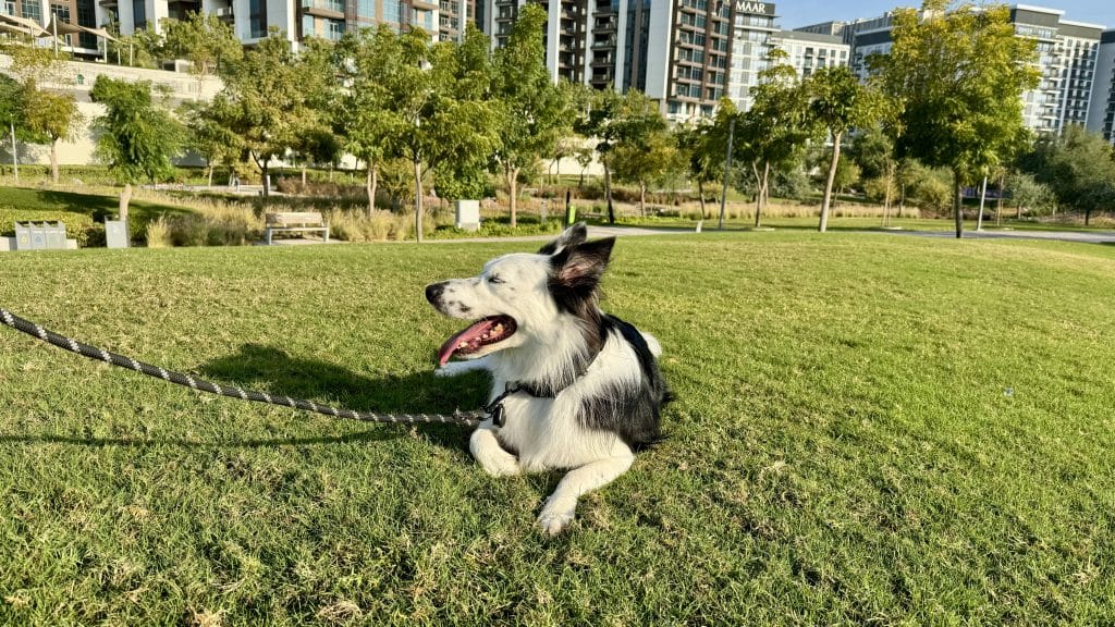 ドバイの12月と1月にお散歩する愛犬