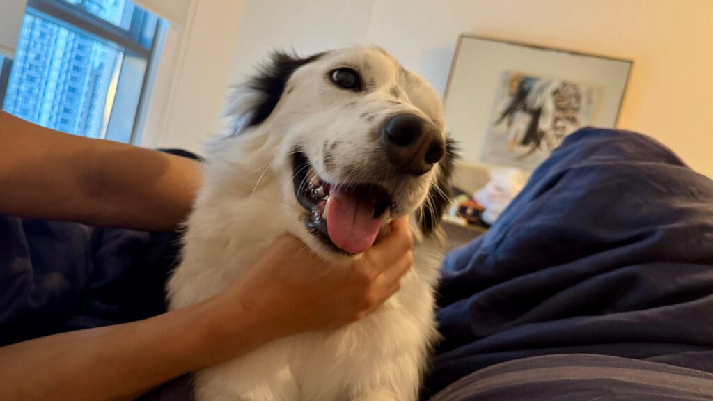 撫でられている犬