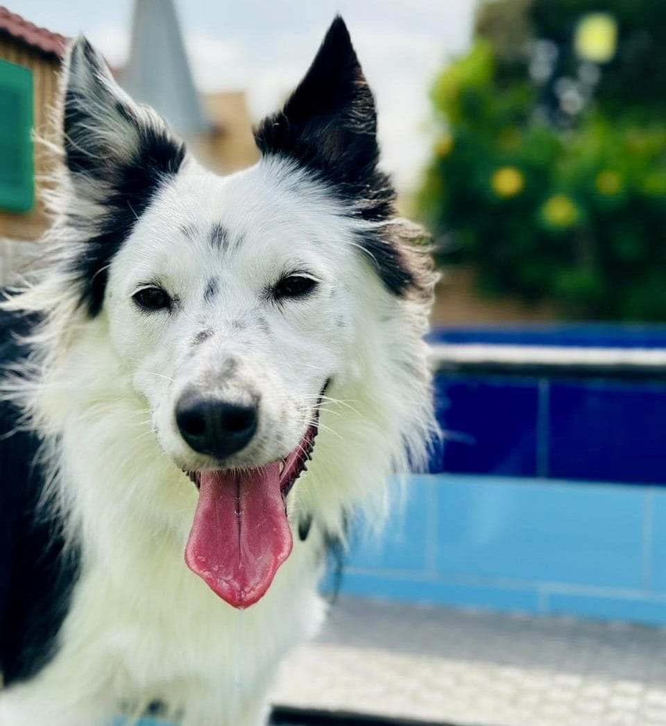 元気な犬:ボーダーコリー