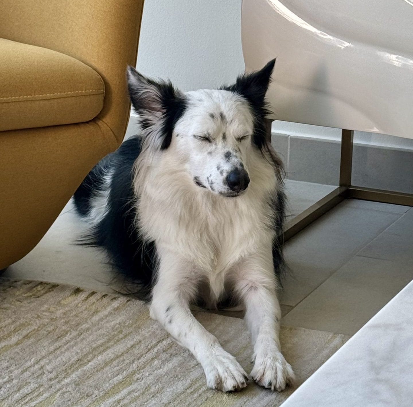 ケージやサークルなしでくつろぐ犬