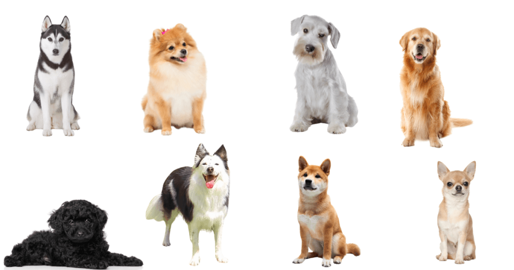 犬の平均寿命の参考になっている犬種