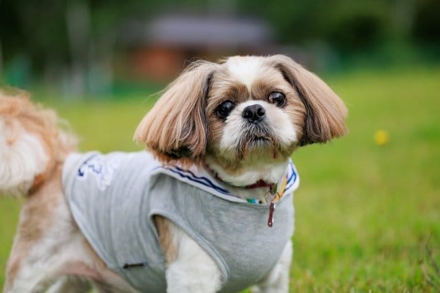 飼いやすい犬:シーズー