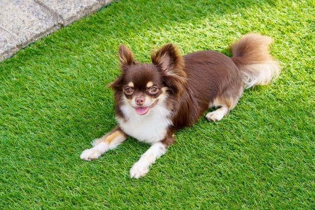 飼いやすい犬:チワワ