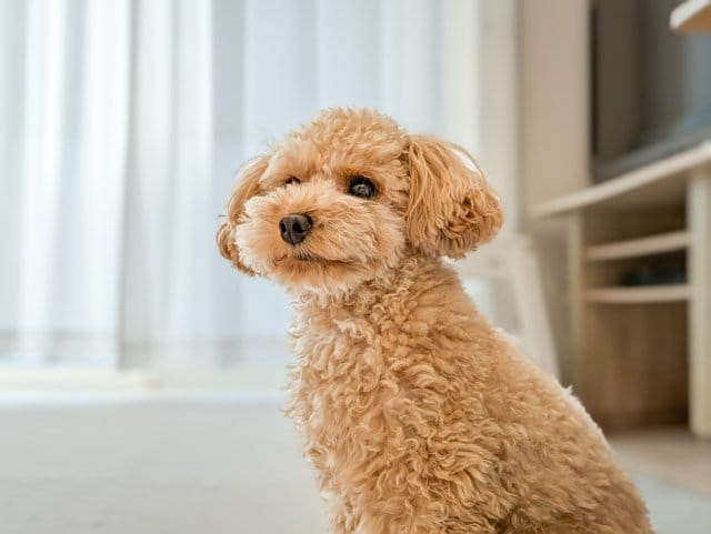 飼いやすい犬:トイプードル
