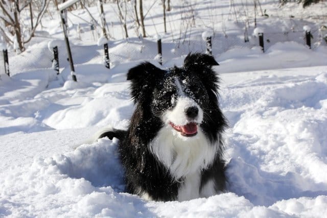 雪の中にいるボーダーコリー