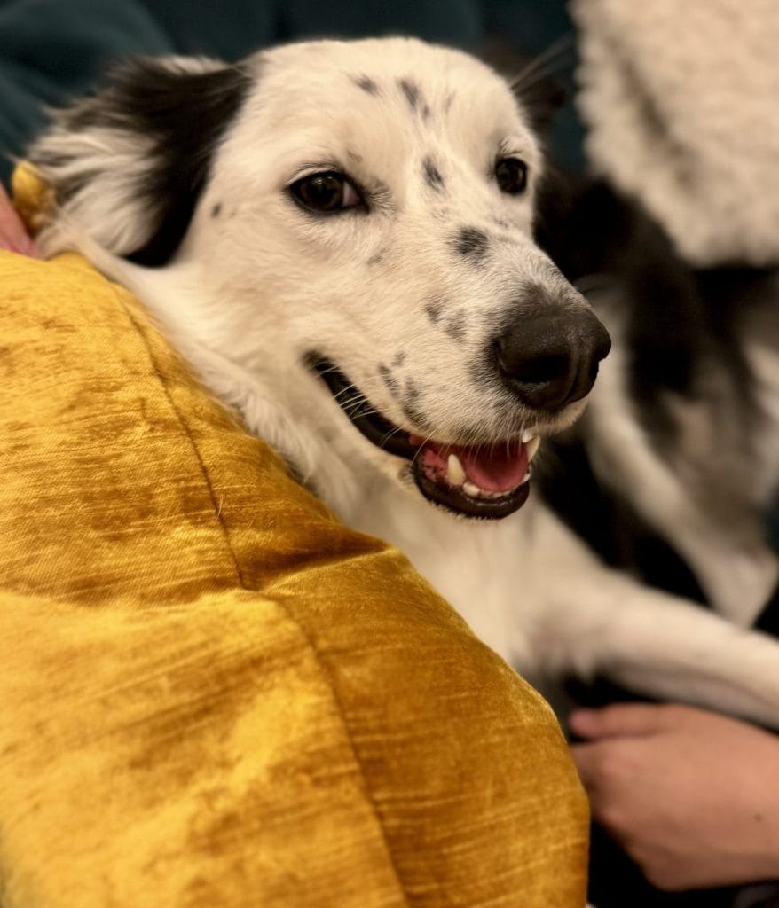笑顔になる犬