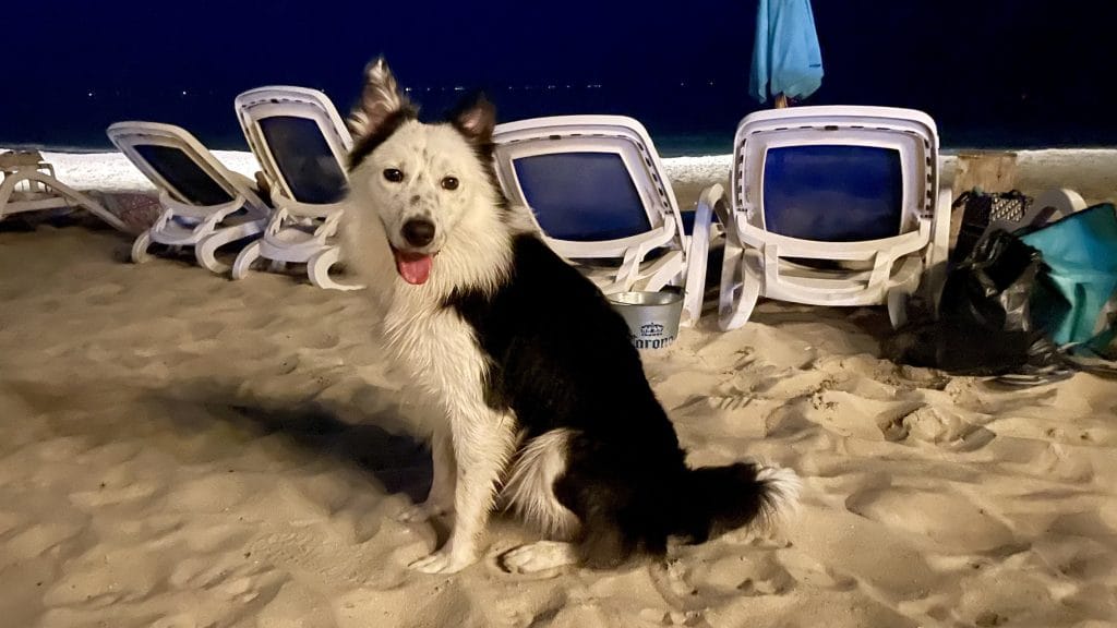 ドバイの犬と遊べるLumi Beach