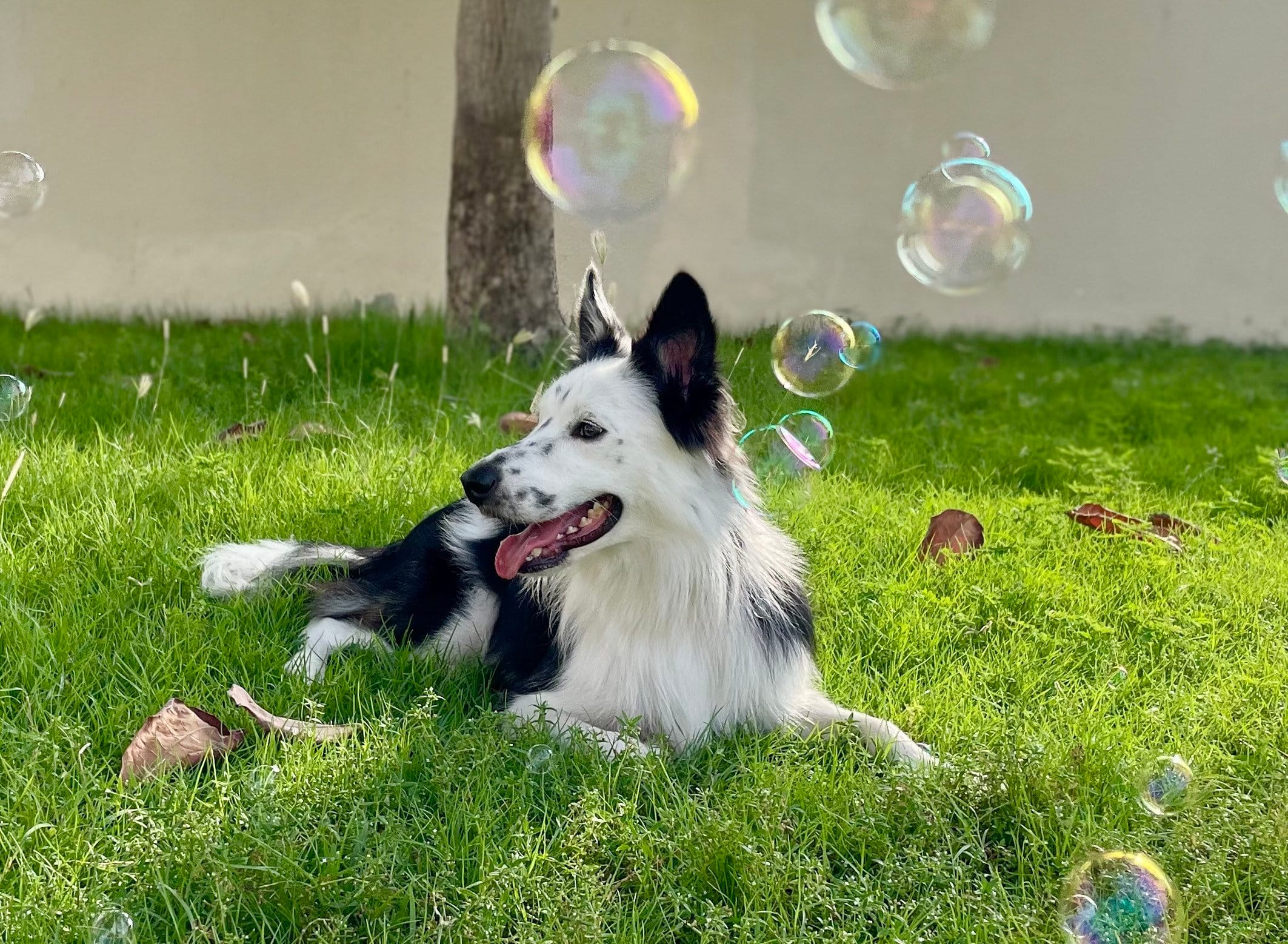 頭がいいボーダーコリーとシャボン玉