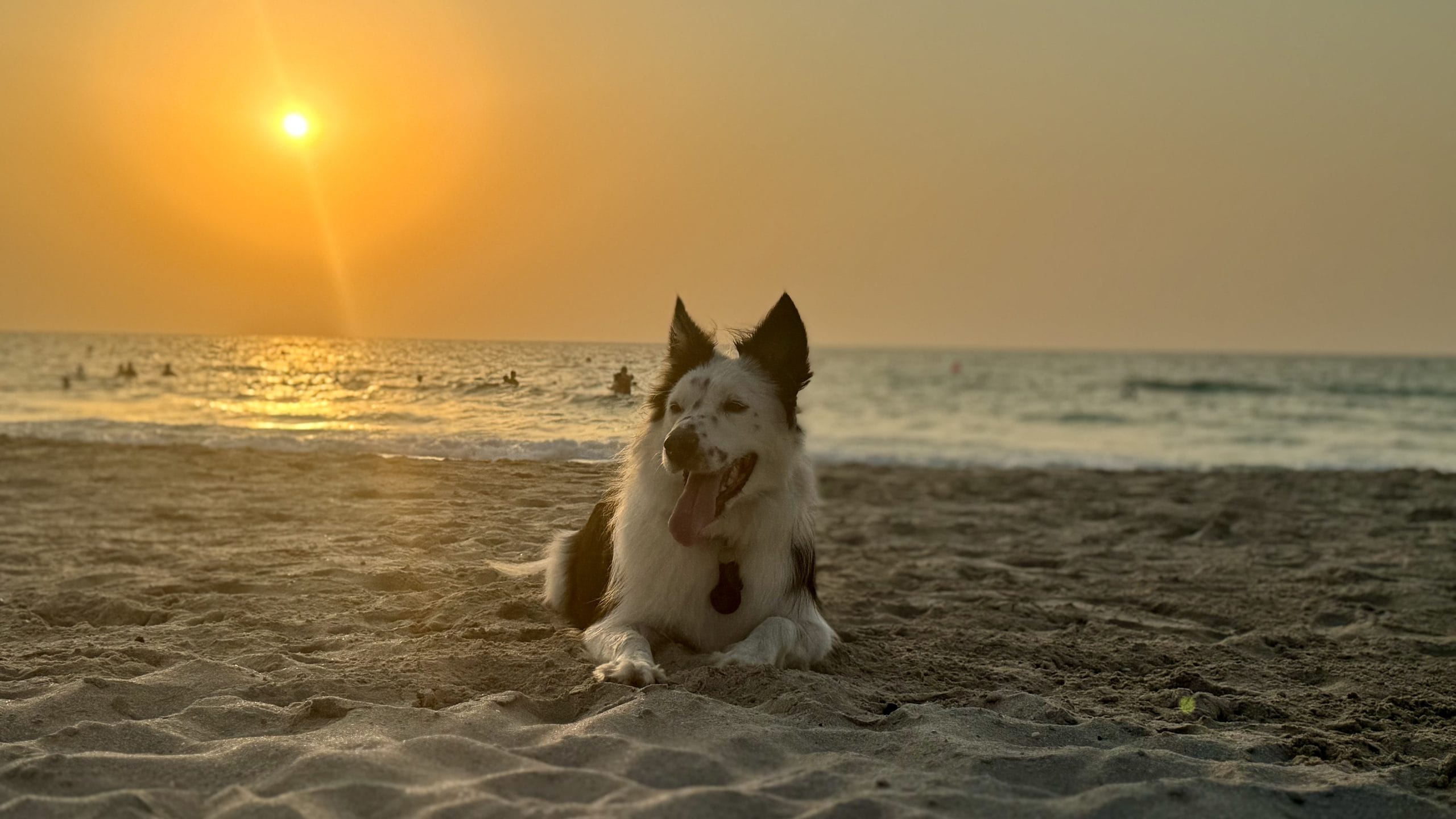 愛犬、ボーダーコリーのエイスとの日々