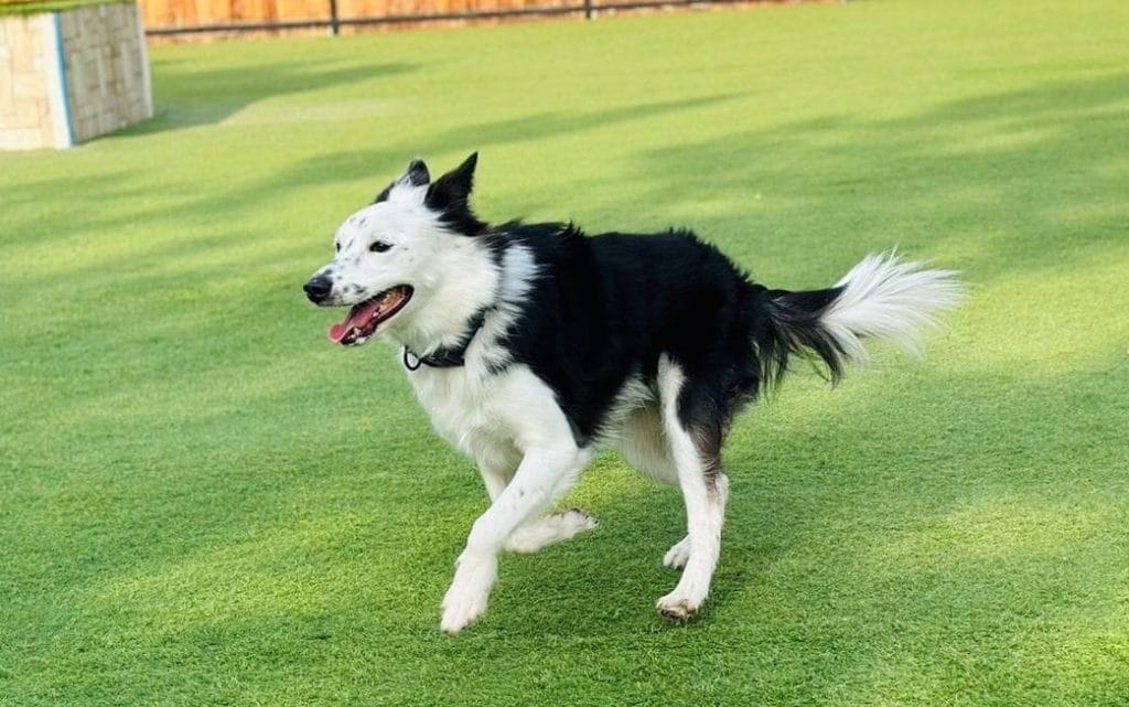 ドバイで飼ってる犬
