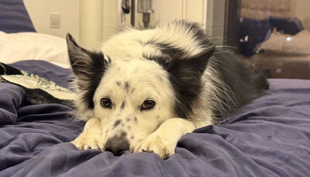 鼻が濡れてる犬の顔アップ