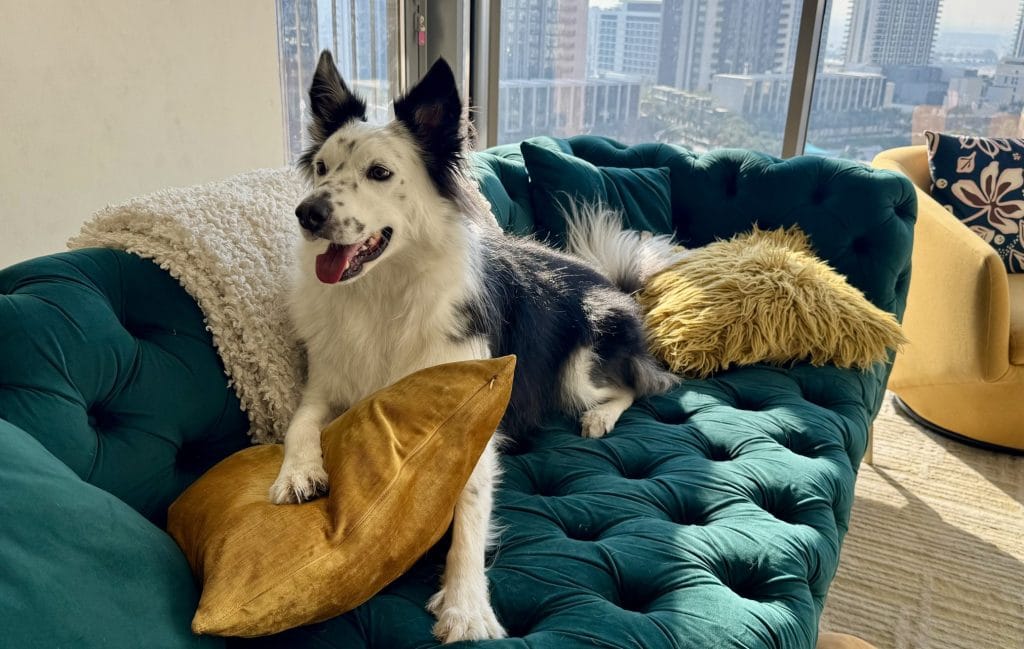 笑顔な犬